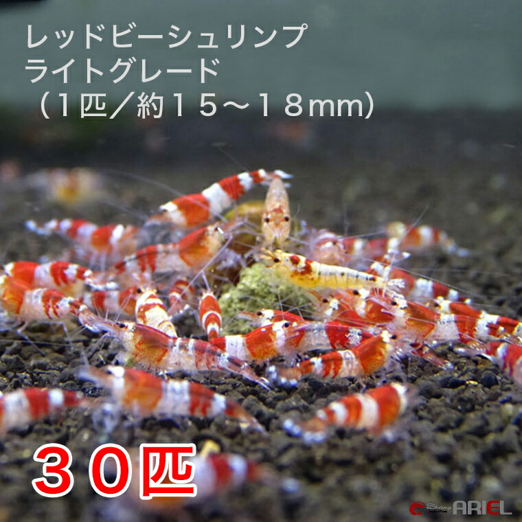 レッドビーシュリンプ ライトグレード 匹セット 匹 Mm前後 死着補償サービス 匹 最も安価な入門用 お客様からの個体のご指定は出来ませんので Volleybalcluboegstgeest Nl