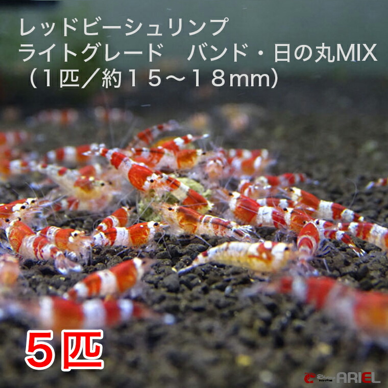 楽天市場 レッドビーシュリンプ ライトグレード バンド 日の丸mix ５匹セット １匹 １５ １８mm 死着補償サービス １匹 シュリンプ アリエル 楽天市場店