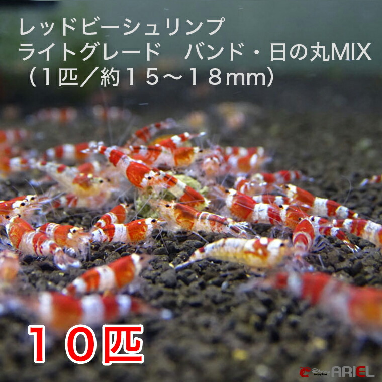 レッドビーシュリンプ ライトグレード バンド 日の丸mix １０匹セット １匹 １３ １８mm 死着補償サービス ２匹 66 Off