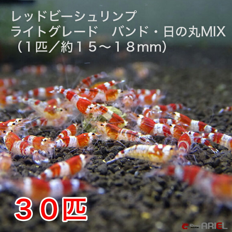 楽天市場 レッドビーシュリンプ ライトグレード バンド 日の丸mix ３０匹セット １匹 １５ １８mm 死着補償サービス ３匹 シュリンプ アリエル 楽天市場店
