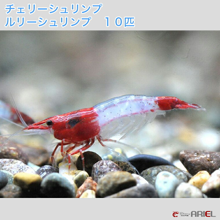 楽天市場 チェリーシュリンプ ルリーシュリンプ １０匹 死着補償サービス ２匹 シュリンプ アリエル 楽天市場店