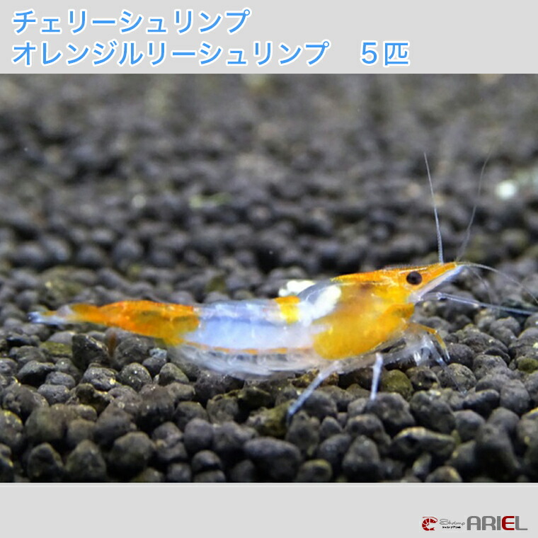 チェリーシュリンプ おまかせ５０匹セット 死着補償サービス ５匹