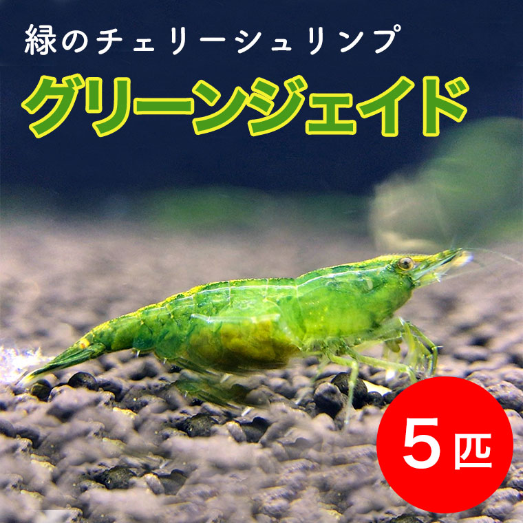 60％以上節約 クラウドシュリンプ アルトキューモラス ３匹 約１．５cm 錦えび