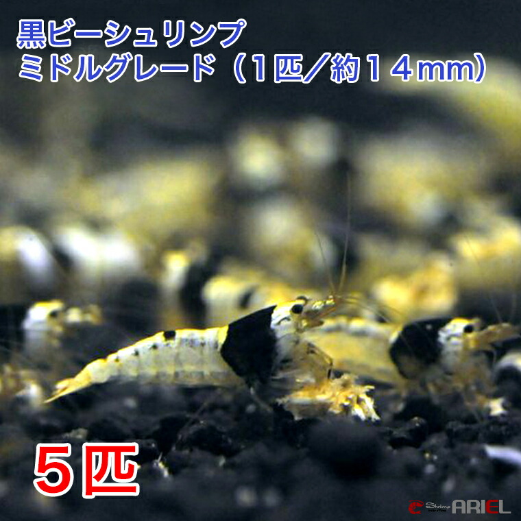 0円 [定休日以外毎日出荷中] ブラックピントシュリンプ １０匹セット １匹 約１．８cm