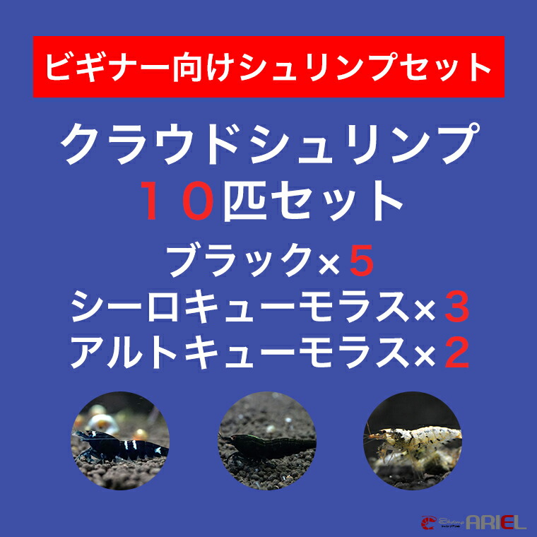 割引 アルトキューモラス ３匹 クラウドシュリンプ 錦えび 約１．５cm 観賞魚生体