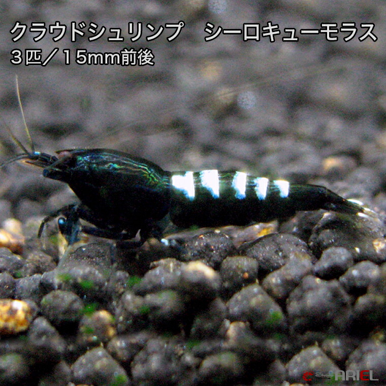 クラウドシュリンプ シーロキューモラス 3匹セット(1匹/約15mm)