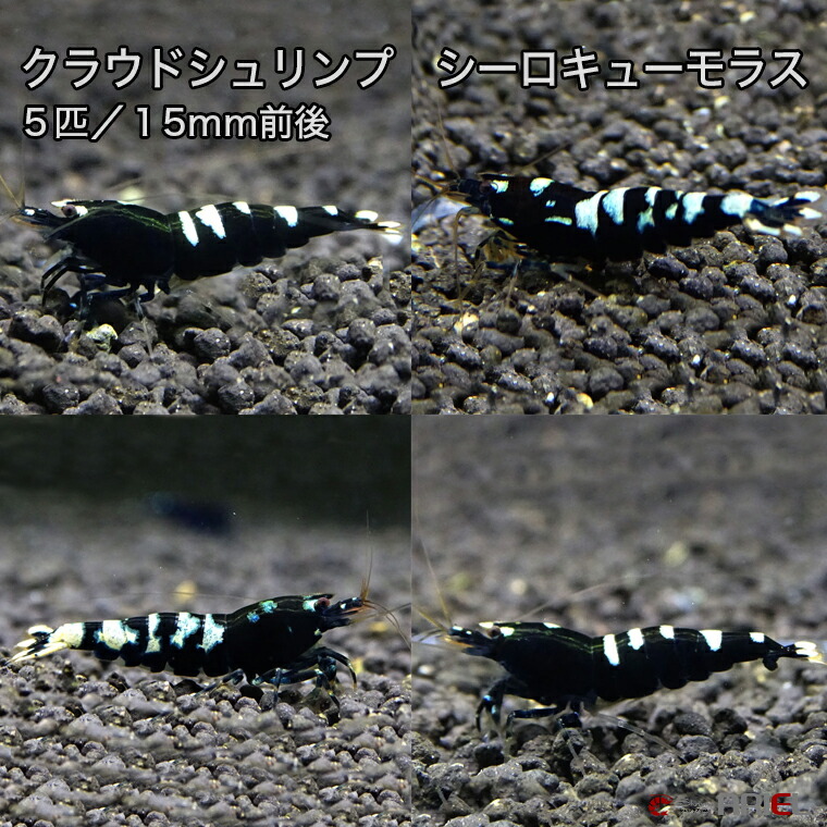10780円 【初回限定お試し価格】 10780円 直営店に限定 クラウドシュリンプ シーロキューモラス ５匹セット １匹 約１５mm