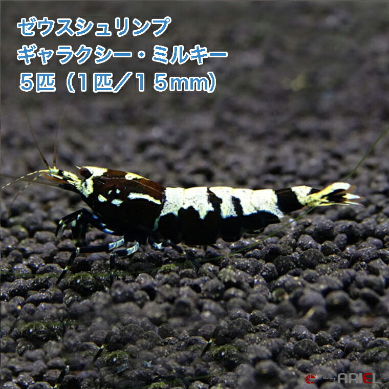 7045円 無料発送 7045円 低価格化 ゼウスシュリンプ ギャラクシー ミルキー ５匹 １匹 約１．５cm