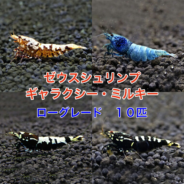 楽天市場】ゼウスシュリンプ ギャラクシー・ミルキー ローグレード 10 
