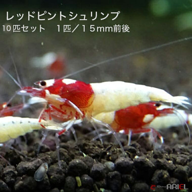 レッドピントシュリンプ １０匹仕掛ける １匹／約１．５糎