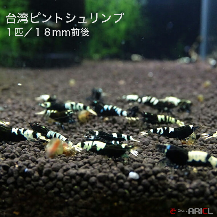 台湾ピントシュリンプ 1匹/約1.8cm 台湾ピントシュリンプ 1匹/約1.8cm
