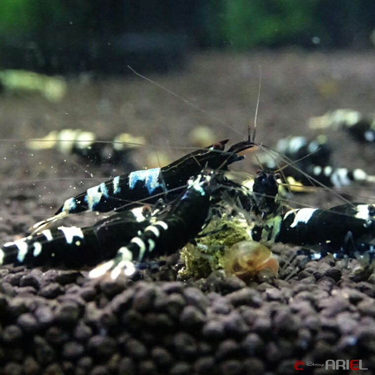 台湾ピントシュリンプ 1匹/約1.8cm 台湾ピントシュリンプ 1匹/約1.8cm