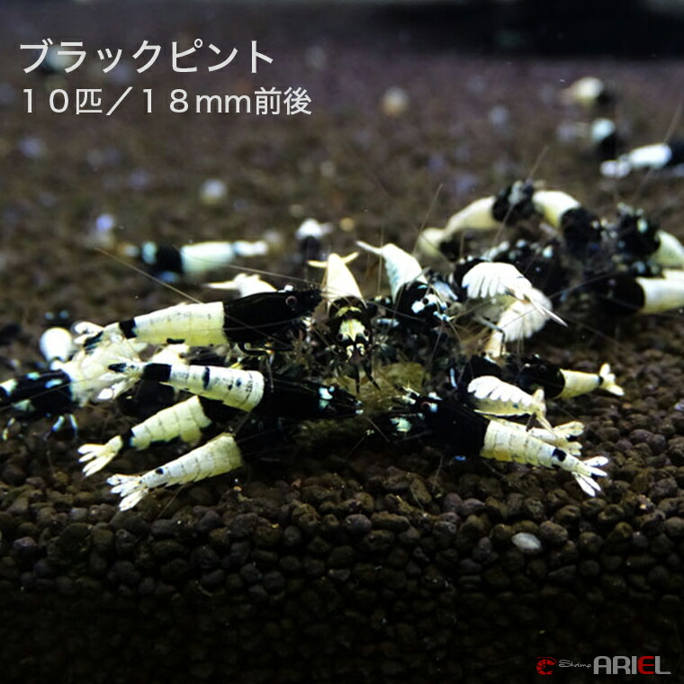 0円 人気ブランド 0円 定休日以外毎日出荷中 ブラックピントシュリンプ １０匹セット １匹 約１．８cm