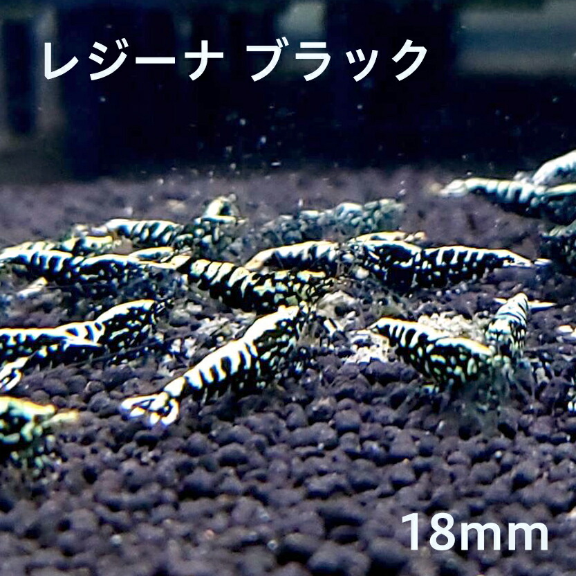 レジーナ 黒いこと １０匹 (13～15粍前後） 海老 shrimp エビ 海洋博物館 aquarium