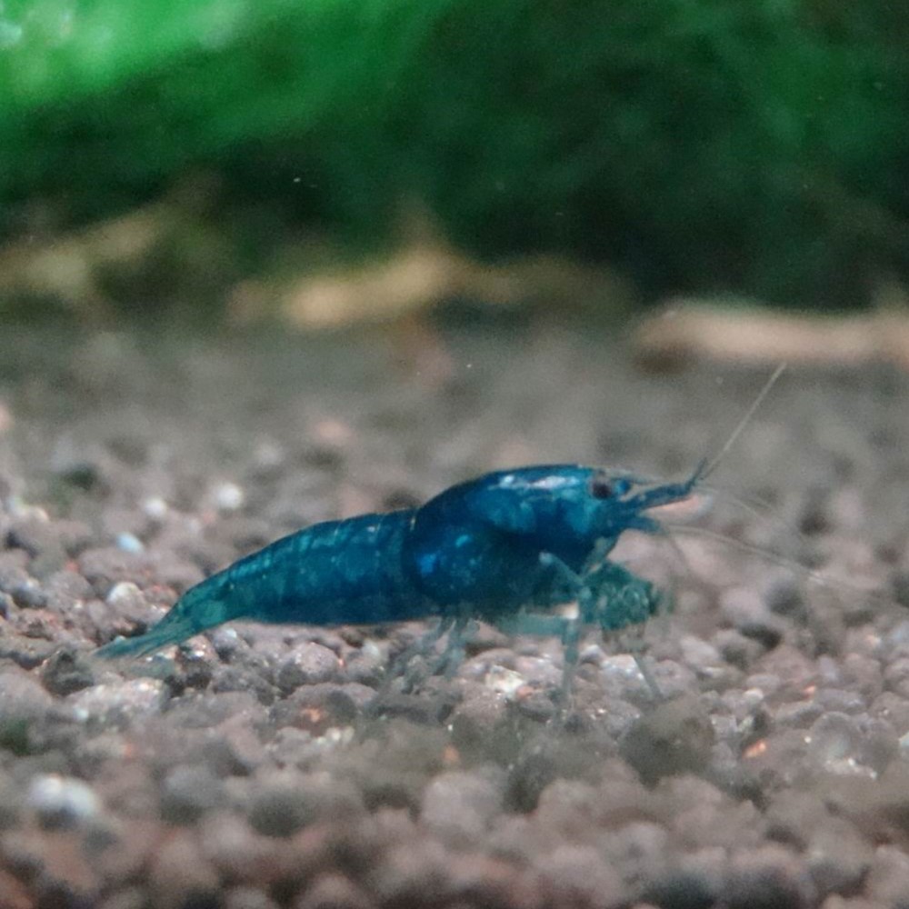 ベルベットブルーシュリンプ（ダークブルー）30匹 ブルーベルベットシュリンプ 30匹セット おまとめ売り 淡水魚