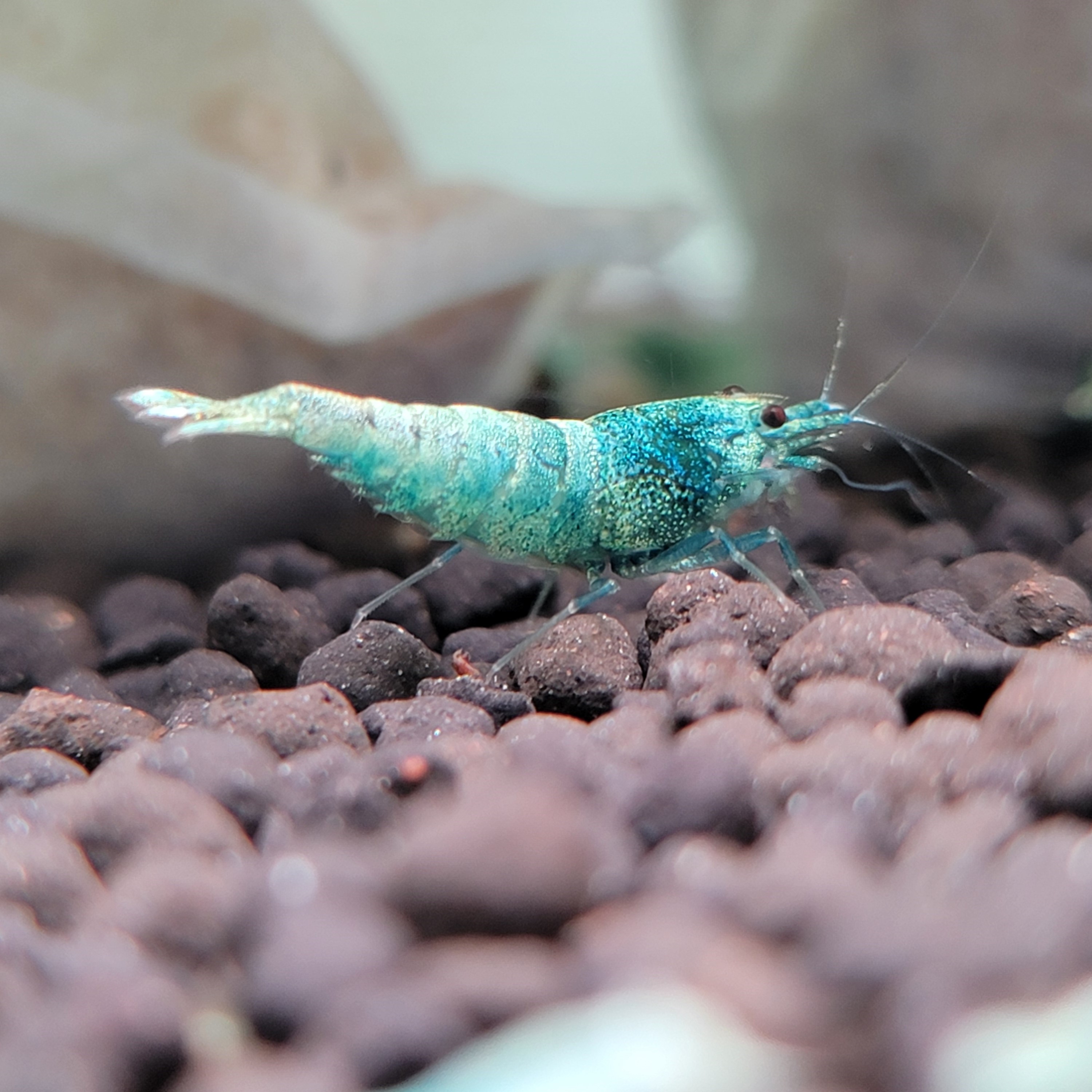 「東海エビ友の会」【蒼のえび】 ターコイズシャドーシュリンプ5匹セット（抱卵個体1匹含む） 送料込み ※発送日土日祝限定※ ターコイズシュリンプシブさNo.1の鑑賞エビターコイズ水槽 #01