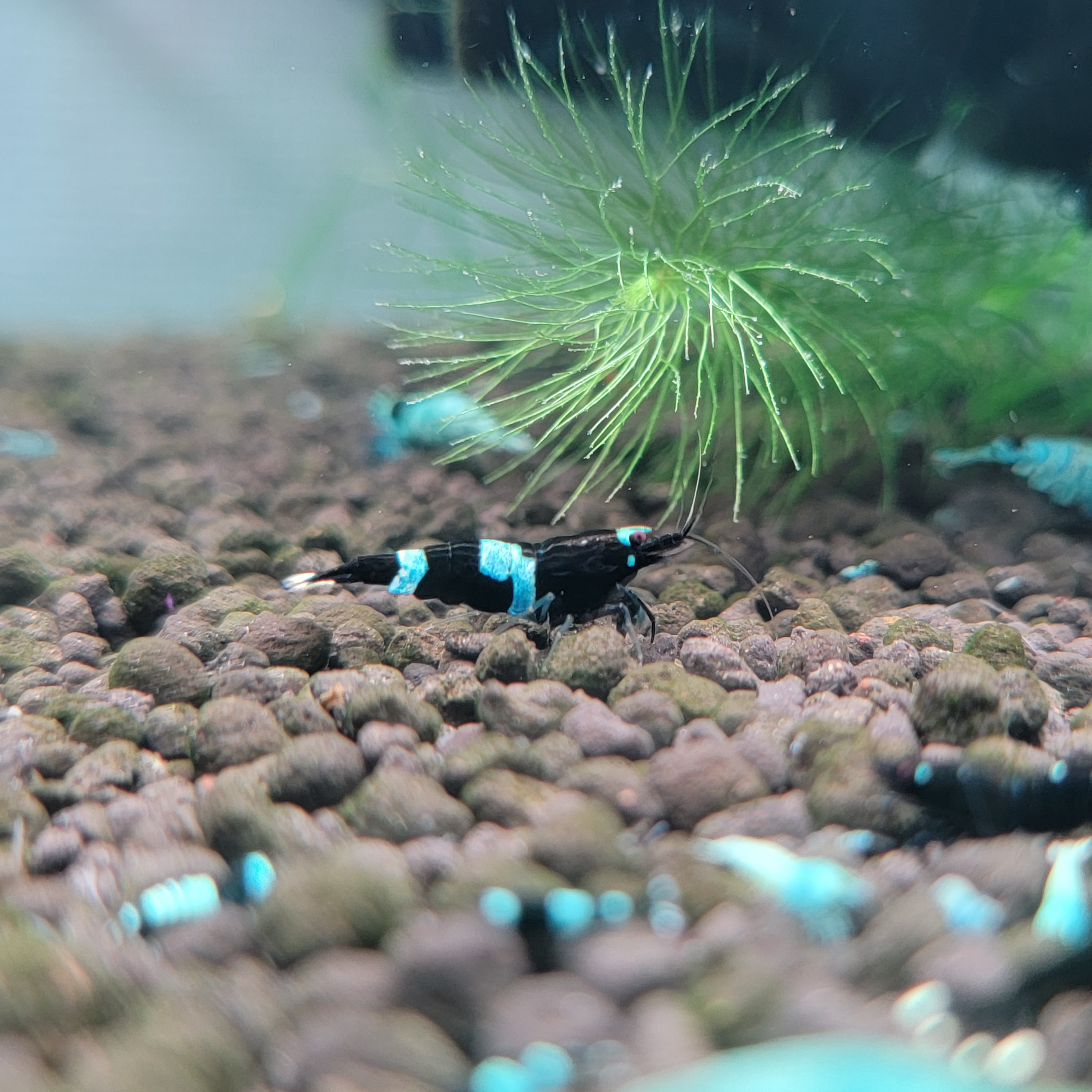 楽天市場】ブラック シャドーシュリンプ ハイグレード 1匹 生体 黒 艶