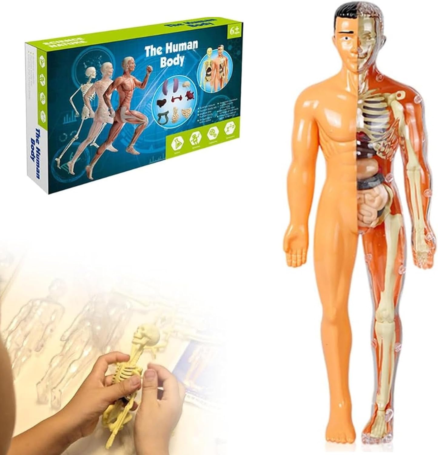 即日発送！４D　MASTER　人体模型 インテリア 解剖学 知育 即日発送！4D MASTER 人体模型 インテリア 解剖学 知育