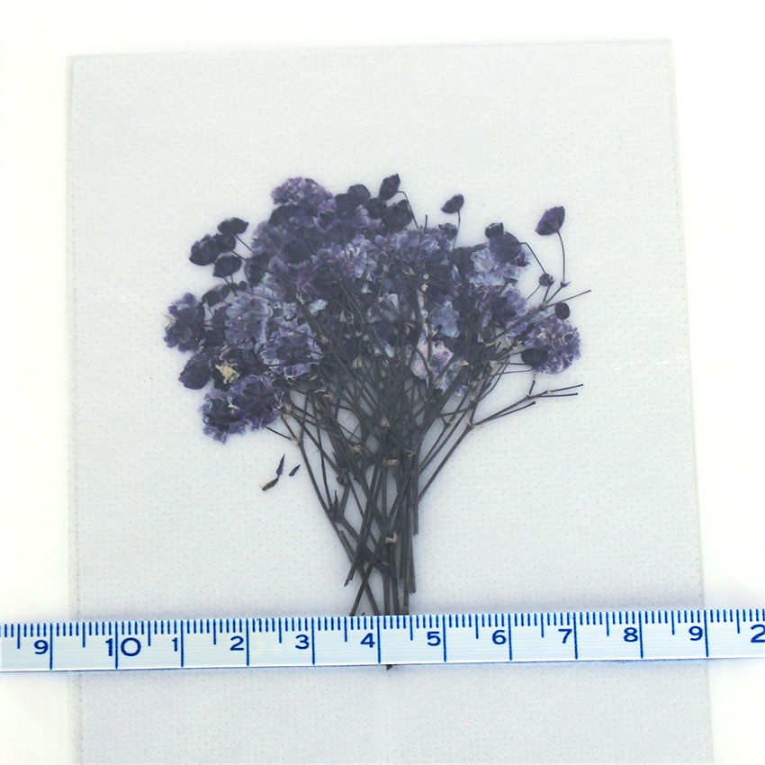 Aplus 押し花パック 小花 カスミソウ かすみ草枝付 おしばな 紫 バイオレット