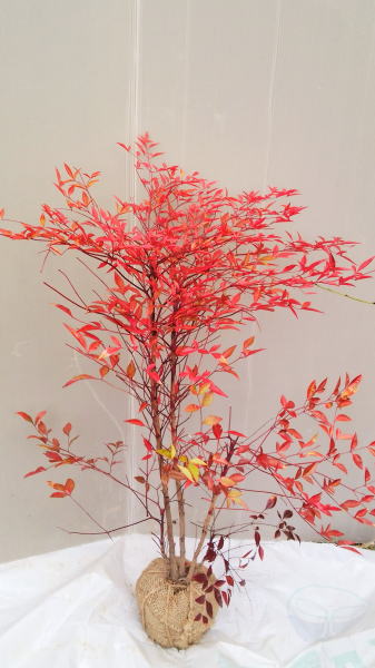 楽天市場】【赤南天（アカナンテン）】株立ち状 樹高40cm前後 根巻き