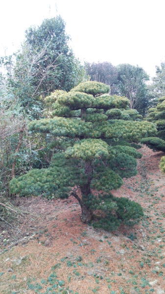 【八房五葉松（ヤツフサゴヨウマツ）】根一巻き苗 樹高1.8ｍ前後 樹齢60年 兄ちゃんふさごようまつ