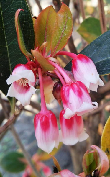 楽天市場】【ドウダンツツジ】根巻き苗（樹高70cm前後