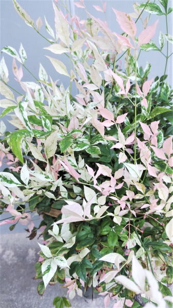 0以上 南天 トワイライト 花 南天 トワイライト 花