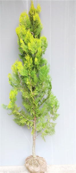 楽天市場】世界三大紅葉樹【錦木（ニシキギ）】樹高1.1m前後 根巻き苗