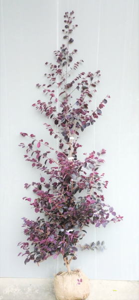 サルスベリ 本株立ち 6本立ち 花(ムラサキ) img10576349257.jpg