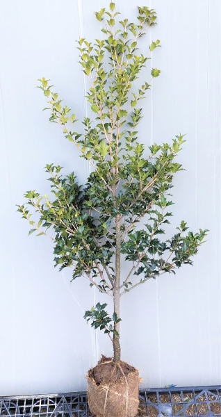 楽天市場 ヒイラギ 高さ約40ｃｍ 洋風でも縁起木を植えよう 柊 鬼門 常緑 人気の 植木 庭木 ガーデニング 植木組合より産地直送 植木生産組合直営 オニヒイラギ 鬼柊 植木組合