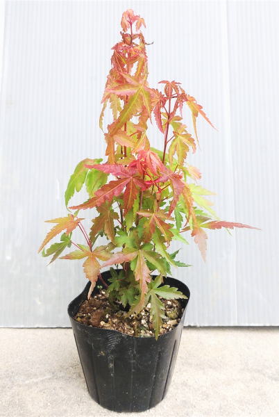 楽天市場】モミジ（紅葉）/イロハモミジ（伊呂波紅葉） 単木