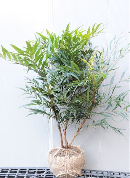 楽天市場】【ヒサカキ】株立ち状（8本立ち）樹高90cm前後 15cm