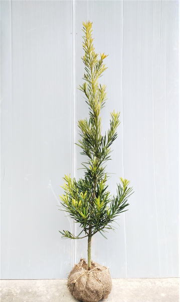 楽天市場】発送不可 【店頭受取専用品】ラカンマキ 樹高1.5m前後 根巻