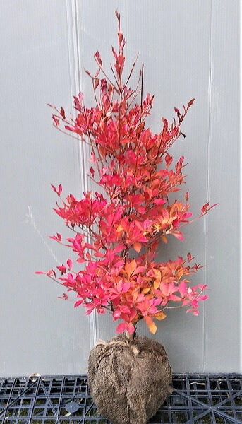 楽天市場】【夏ハゼ（ナツハゼ）】樹高0.8m前後 5号ポット入り なつは