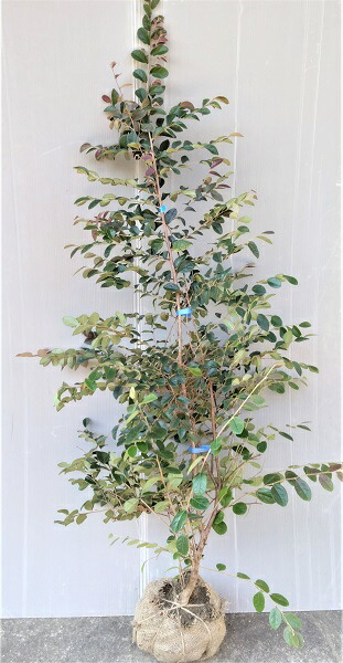 楽天市場】【野村もみじ（ノムラモミジ）】樹高1.5m前後 接ぎ木根巻き