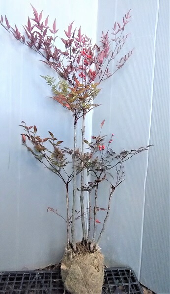 楽天市場】【赤南天 株立ち状】樹高1.3m前後 根巻き苗 （アカナンテン