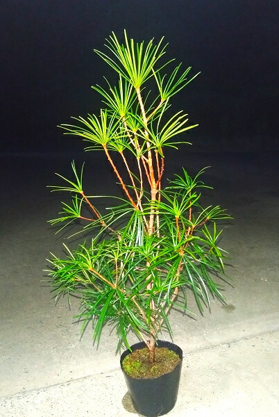 楽天市場】【現品発送】コウヤマキ(高野槙、高野槇) 9号 樹高1.6-1.7m