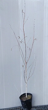 楽天市場】【現品発送】シラカバ(白樺) ジャクモンティー 苗木 樹高2m