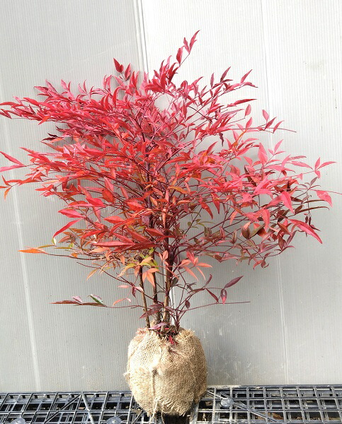 奇跡的。。山採りドウダンツツジ。 趣。。山採りドウダンツツジ。