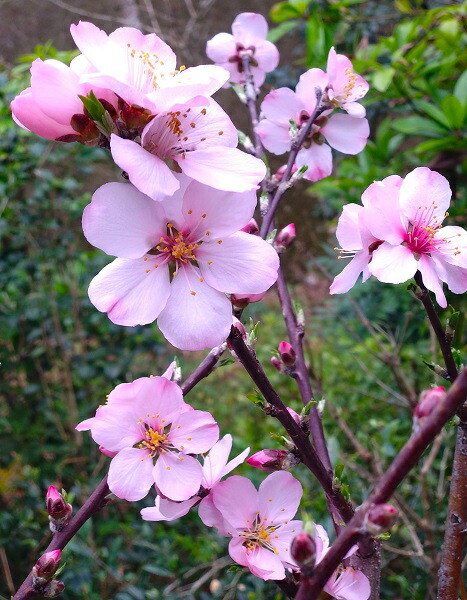 楽天市場】2026年開花予定【八重咲き梔子】樹高1.2m前後 根巻き苗（ヤ