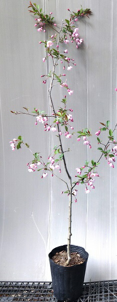 ハナカイド◯(花海堂) 1株(樹齢20年以上) ハナカイド◯(花海堂) 1株(樹齢20年以上) ハナカイド◯(花海堂) 1株