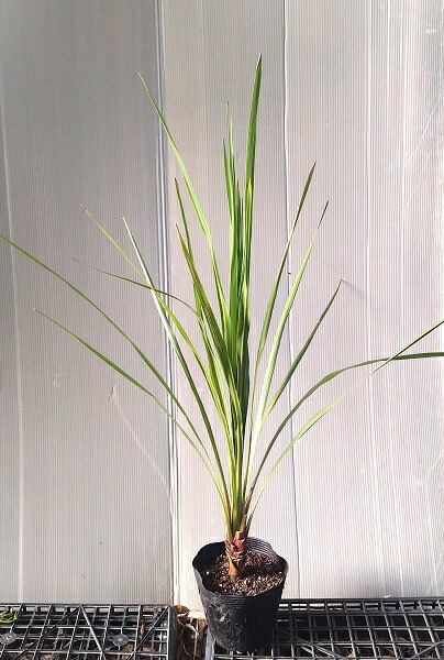 楽天市場】コルジリネ ニオイシュロラン 苗木 【ドラセナ 青葉】 約0.8