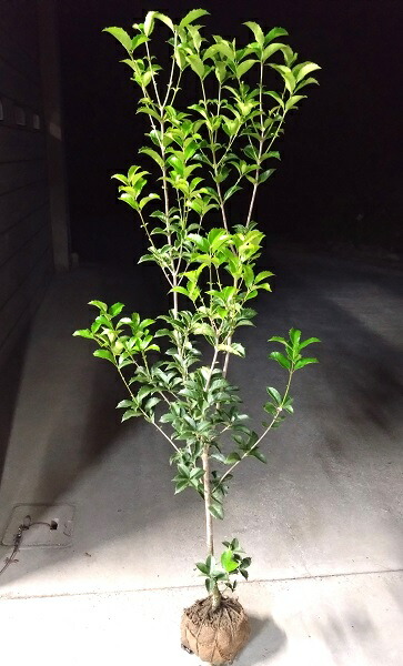 楽天市場】【柊（ヒイラギ）】 樹高0.8m前後 根巻き苗 ひいらぎ