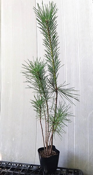 楽天市場】黒松 ネジリ 3号サイズ 苗 クロマツ 30cmセンチ 葉が細長く