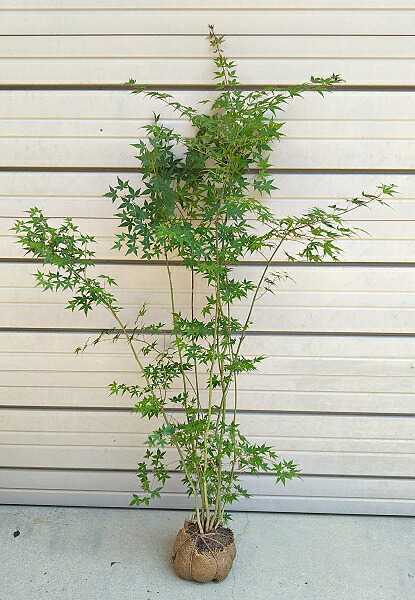 楽天市場】【野村もみじ（ノムラモミジ）】樹高1.5m前後 接ぎ木根巻き