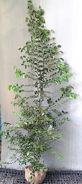 カクレミノ株立1.3M(鉢底から)品番F カクレミノ 8本株立ち 約1.3m 現品発送 特大株 植木苗木大苗