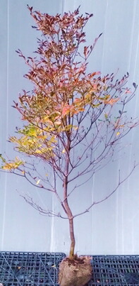 楽天市場】ドウダンツツジ 苗 【紅ドウダンツツジ】 ポット苗 ツツジ