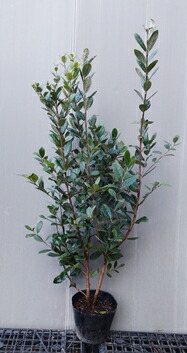 フェイジョア　ジェミニ/425 フェイジョア「ジェミニ」 4.5号ポット 接木苗 果樹 苗 園芸 花 通販