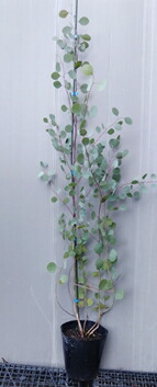 楽天市場】ユーカリの木 【銀世界】 6号ポット苗 : 苗木部 by 花