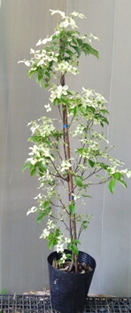 楽天市場】開花中【常緑ヤマボウシ ホンコンエンシス 月光】樹高1.0m